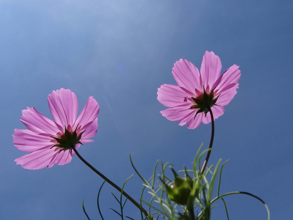 Космея цветы голубые