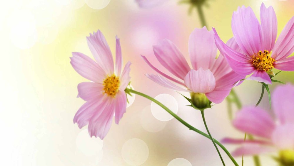 Нежная космея фон