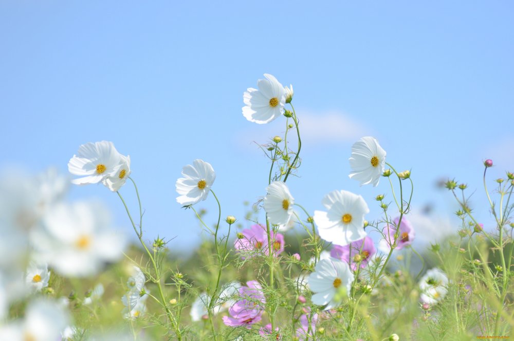 Летние белые цветы