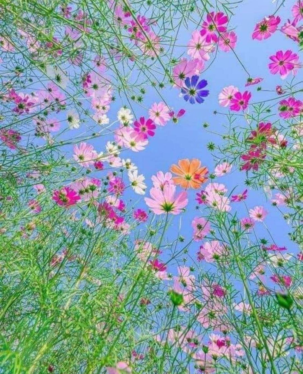 Луговые цветы космея