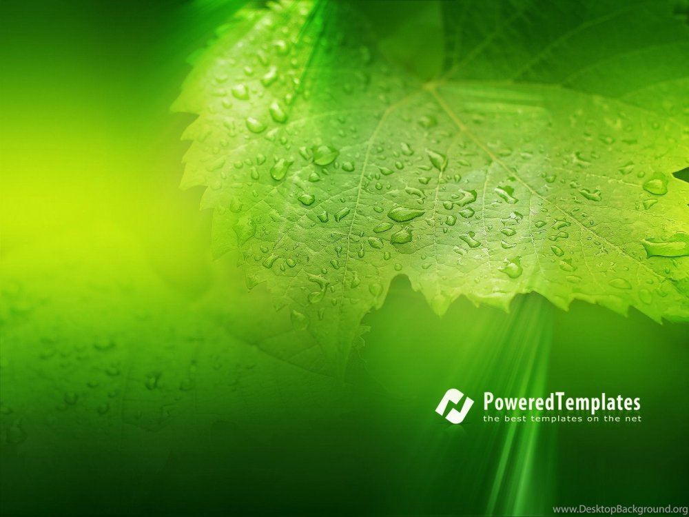 Зеленый фон Сбербанка