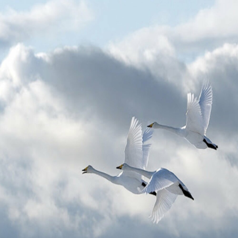 Полет лебедей