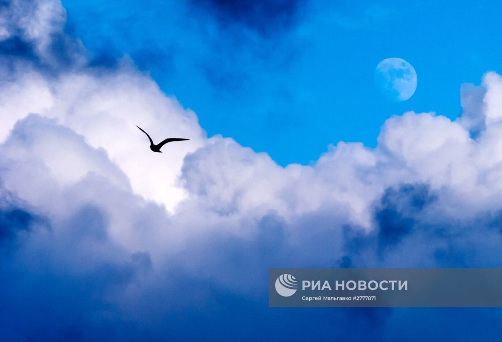 Лебедь в облаках