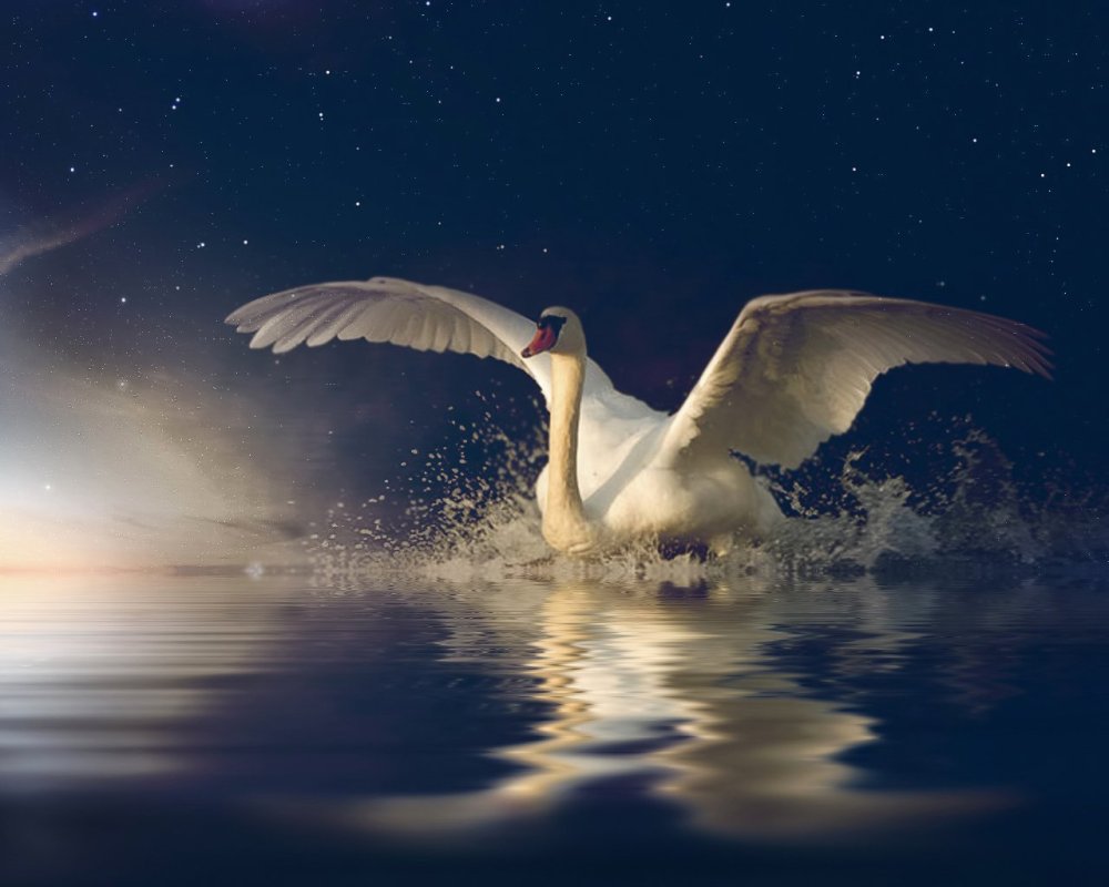 Лебеди в небе