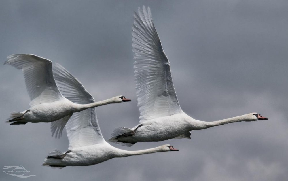 Стая лебедей