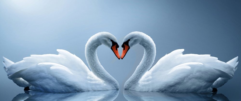Лебеди на синем фоне