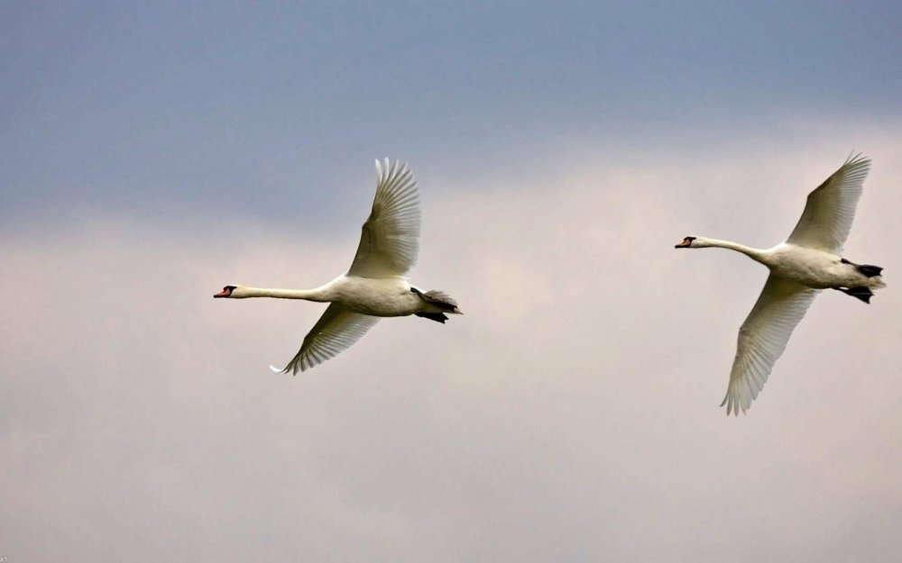 Полет лебедей