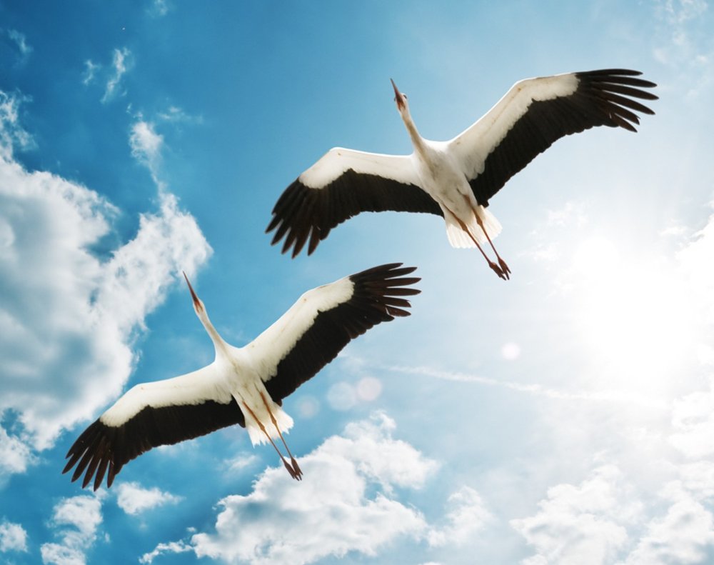 Обои с журавлями