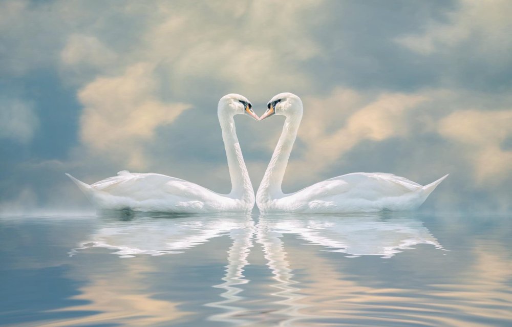 Красивые лебеди для заставки телефона