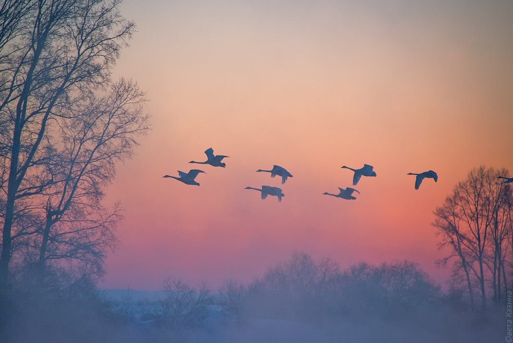 Стая лебедей рассвет