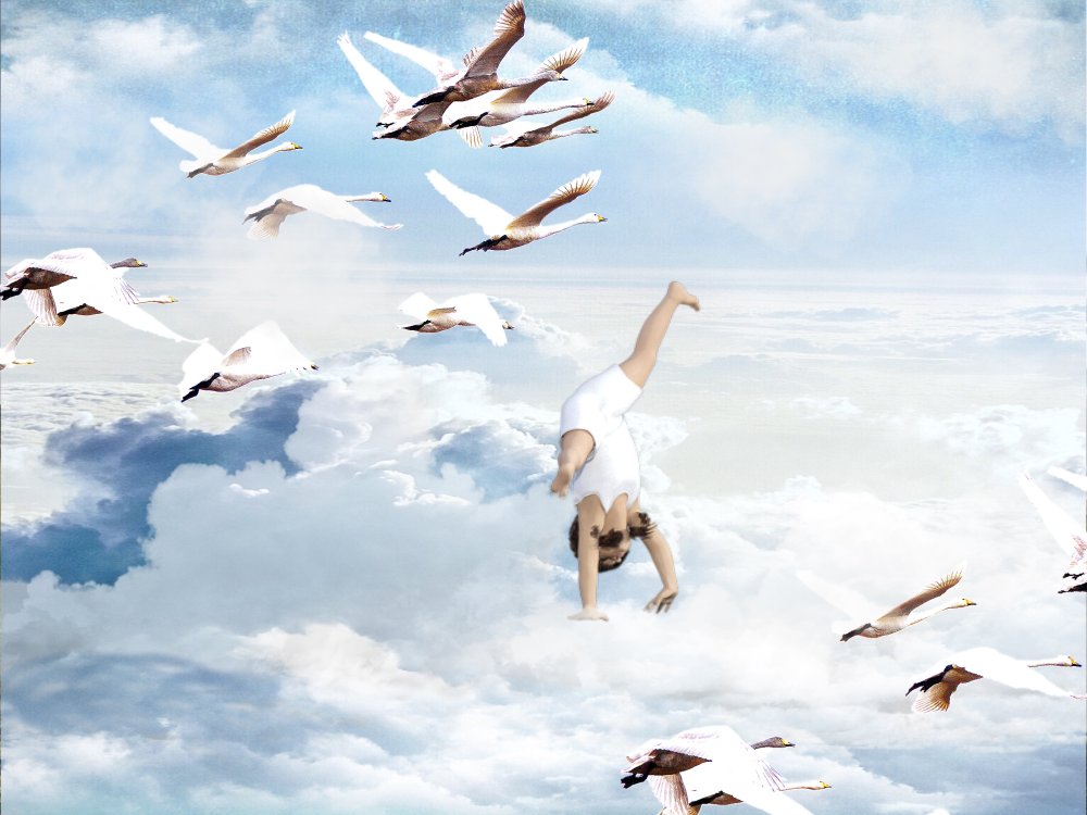 Лебедь в полете вид сверху