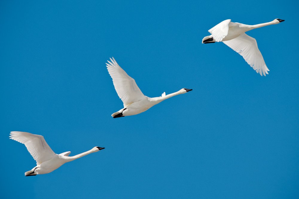 Стая лебедей