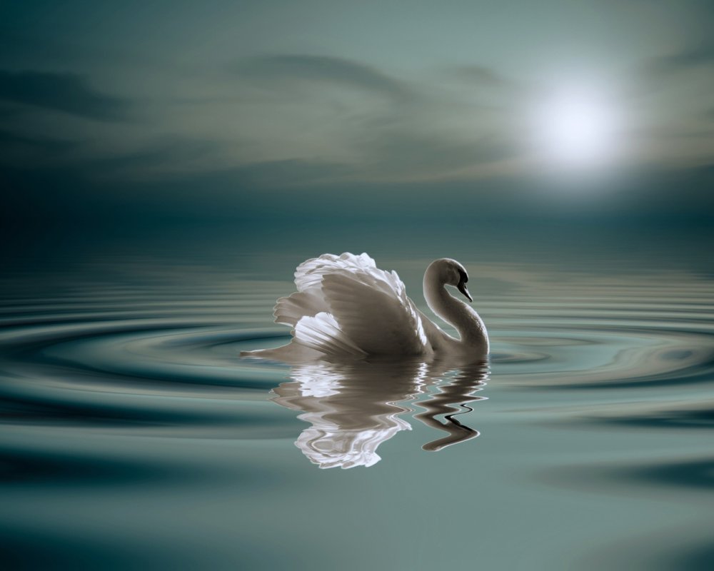Волшебный лебедь