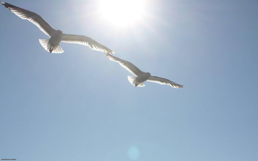 Птица парит в небе