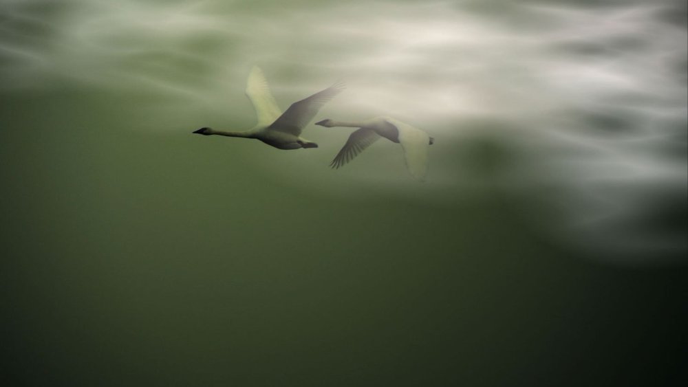 Полет птиц одинокая лебедь