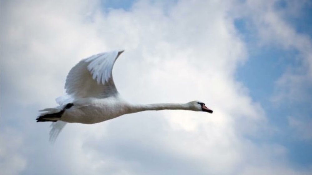 Лапы у лебедя в полете