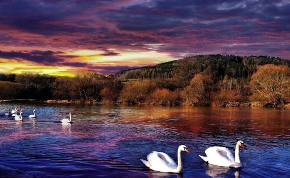 Картина лебеди на закате