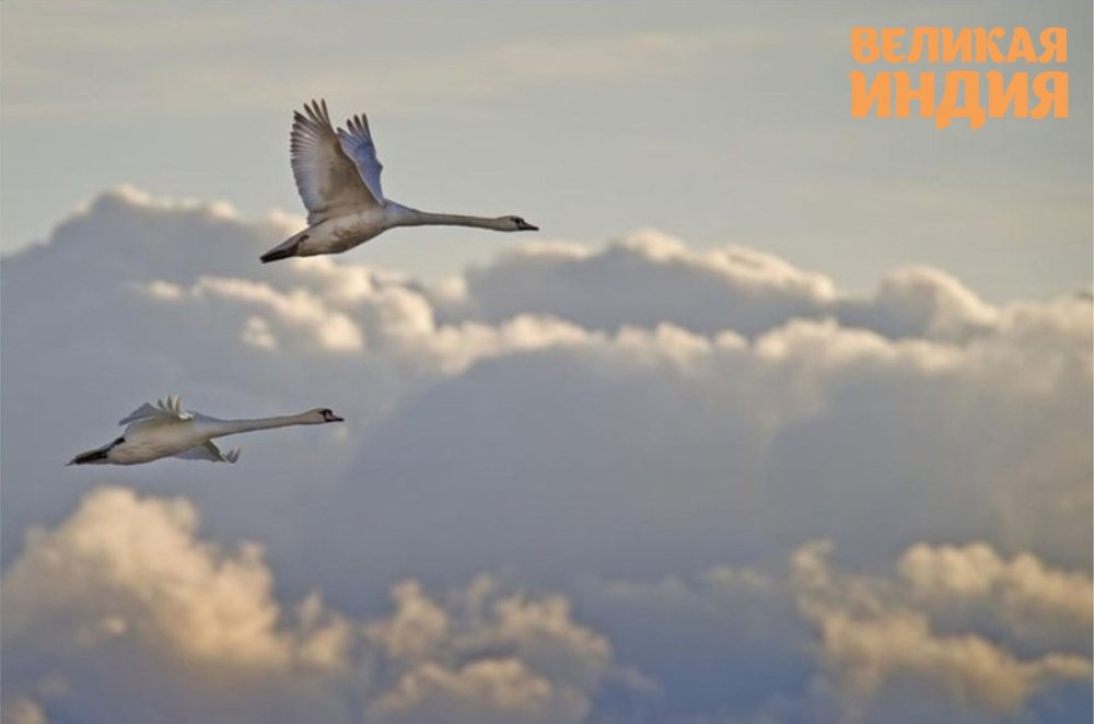 Белый лебедь в полете