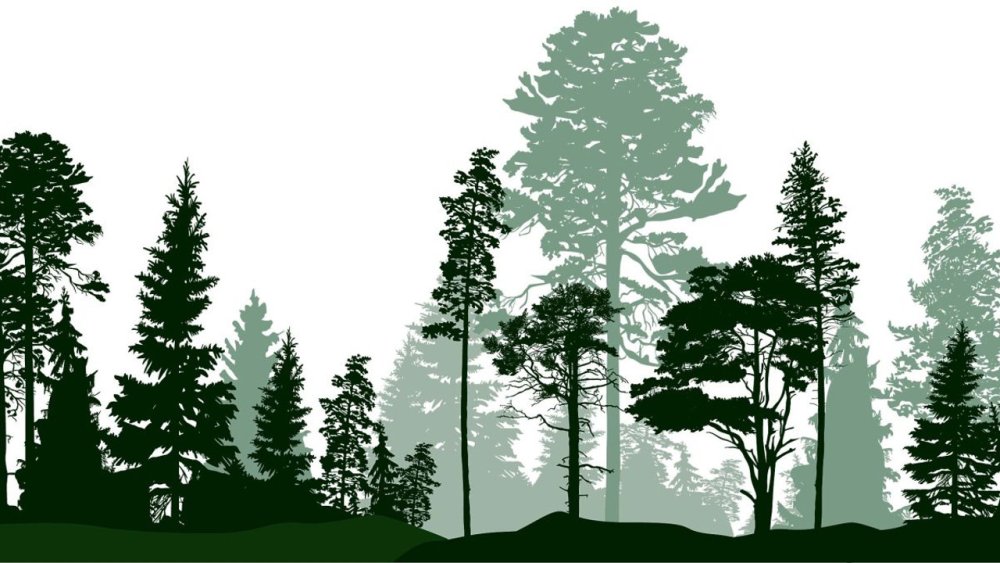 Силуэт соснового леса