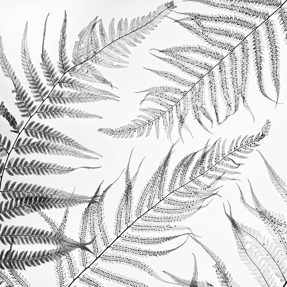 Ветка папоротника