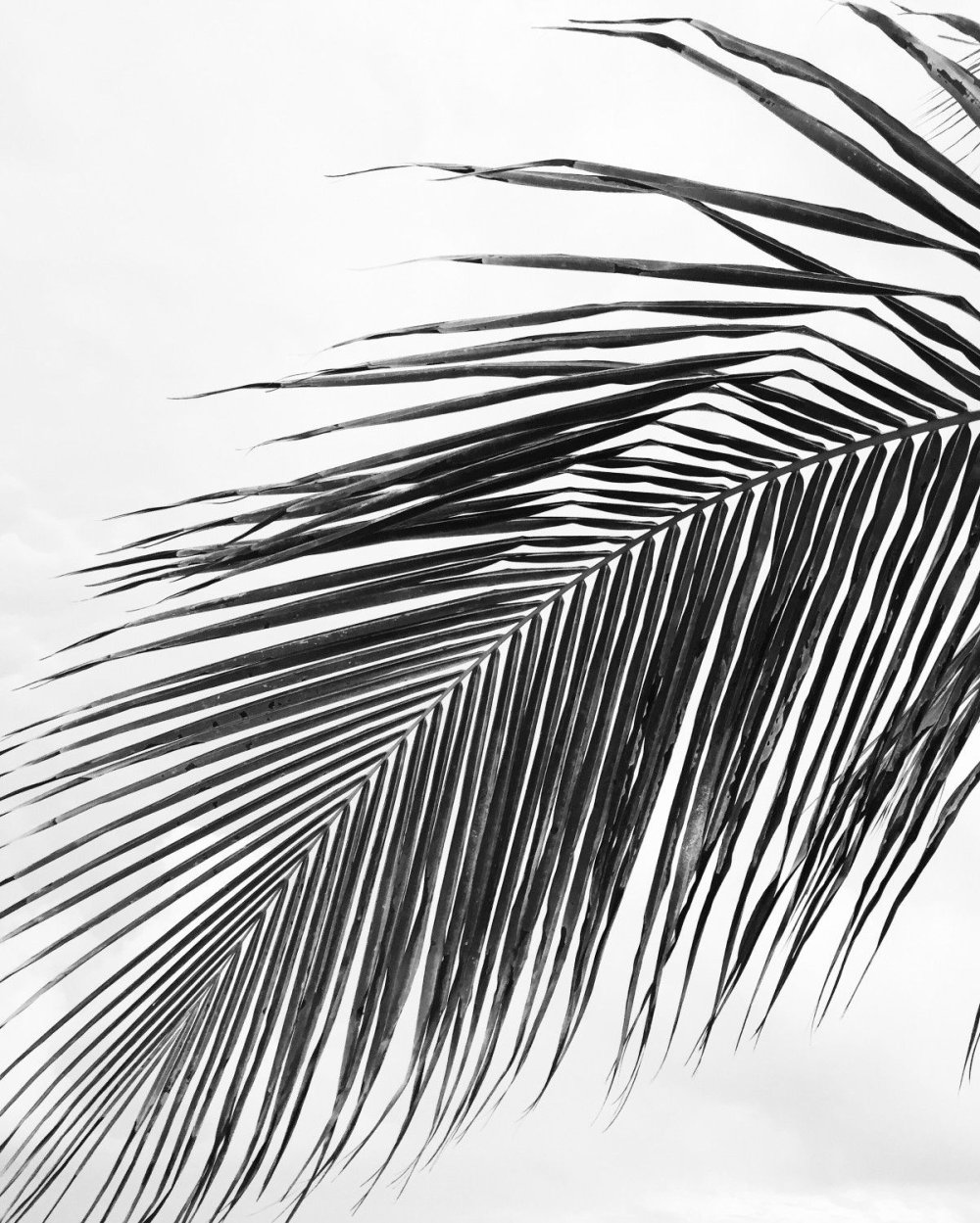 Пальма черно белая