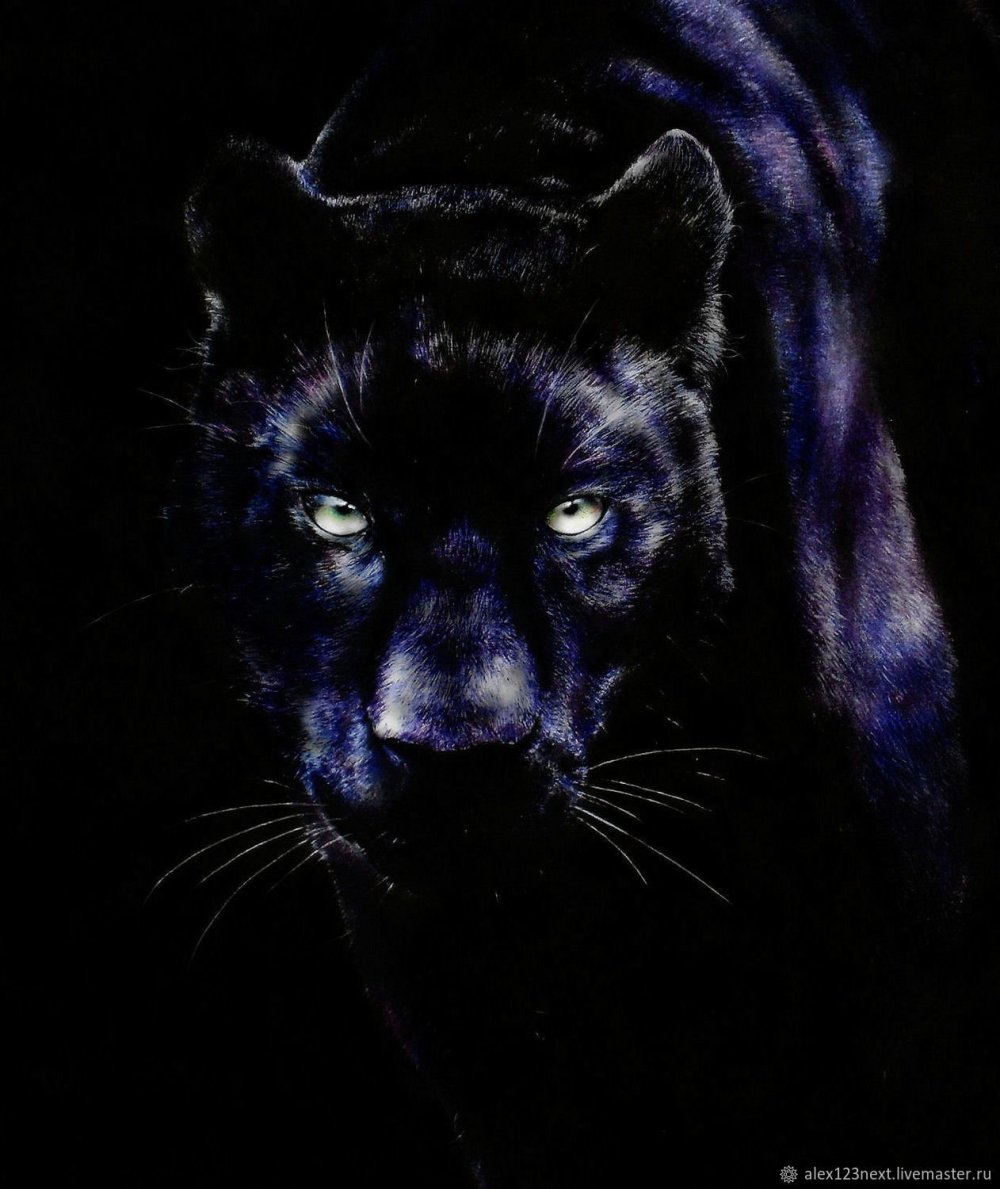 Пантера на черном фоне