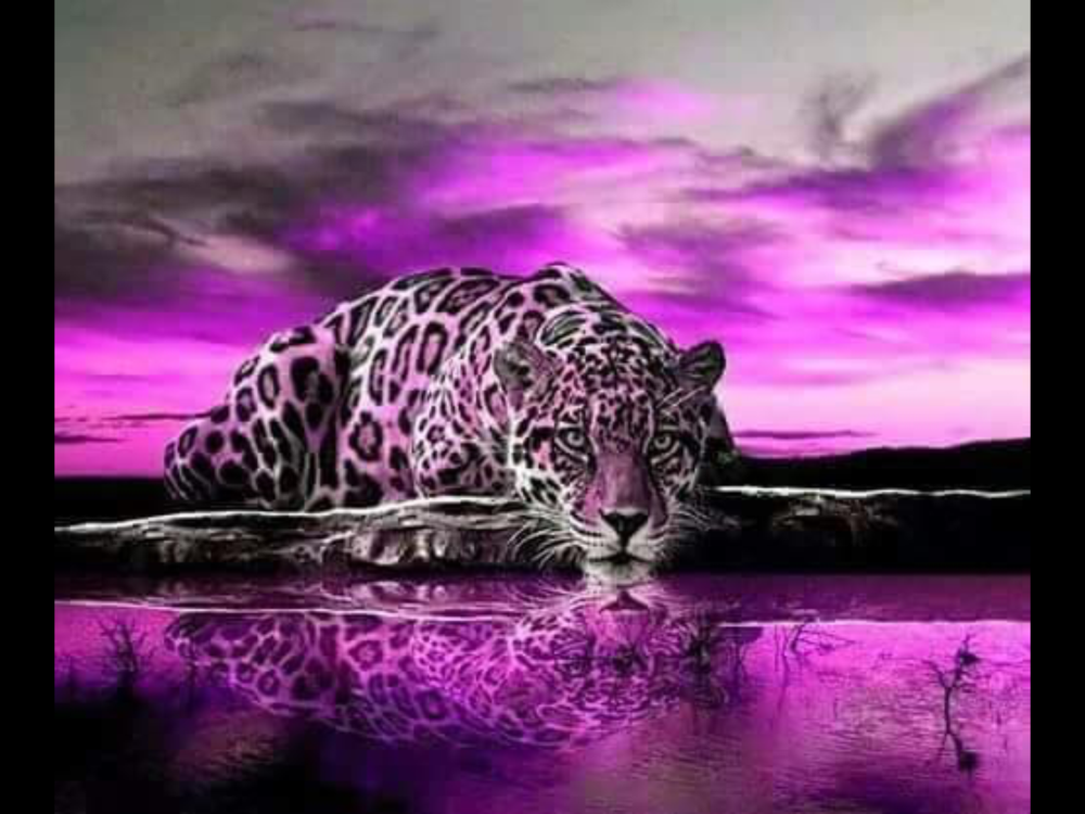 Фиолетовый леопард