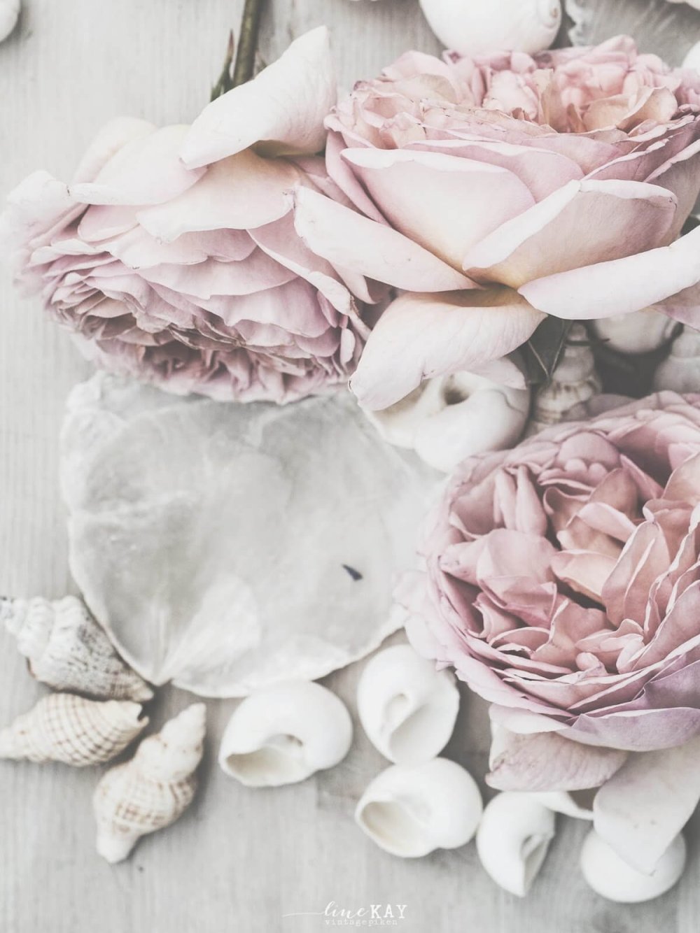 Пионы Эстетика