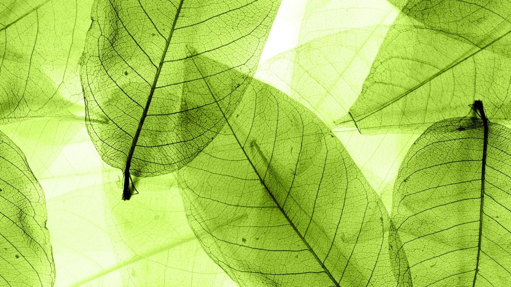 Темно зеленая листва