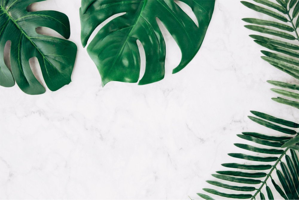 Тропические пальмовые листья