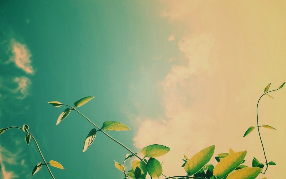 Темно зеленые листья