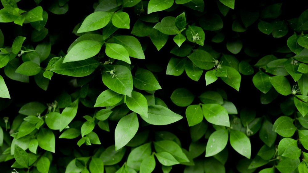 Темные листья