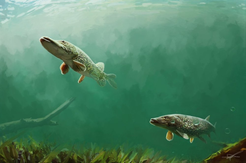 Красивая щука