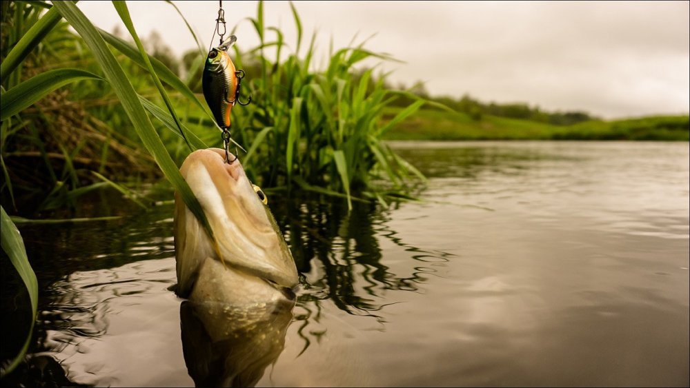 Фон рыбалка