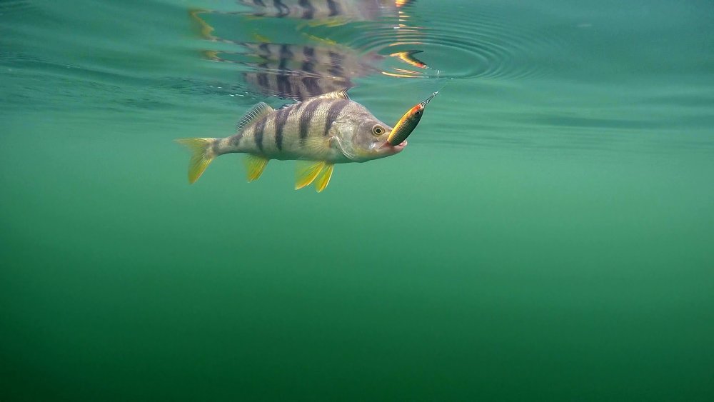 Заставка на рабочий стол рыбалка