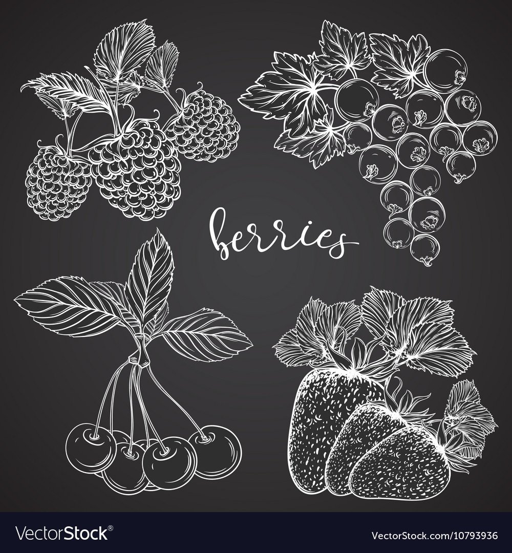 Ягоды меловой доске вектор