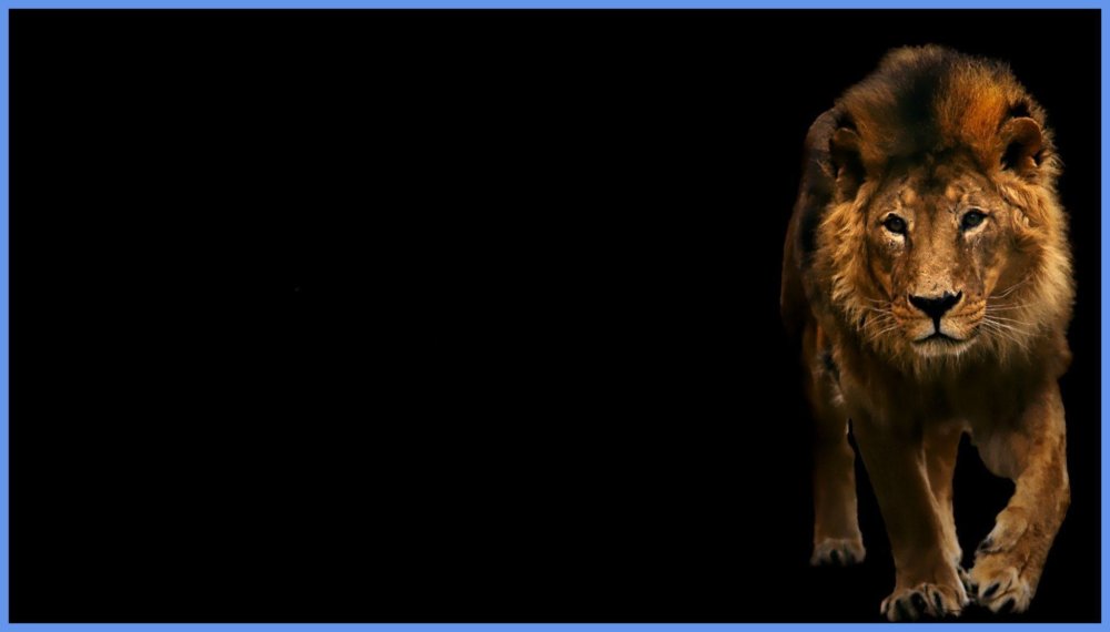 Лев на черном фоне