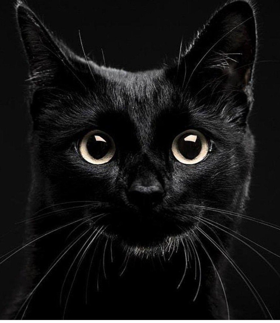 Морда кота на черном фоне