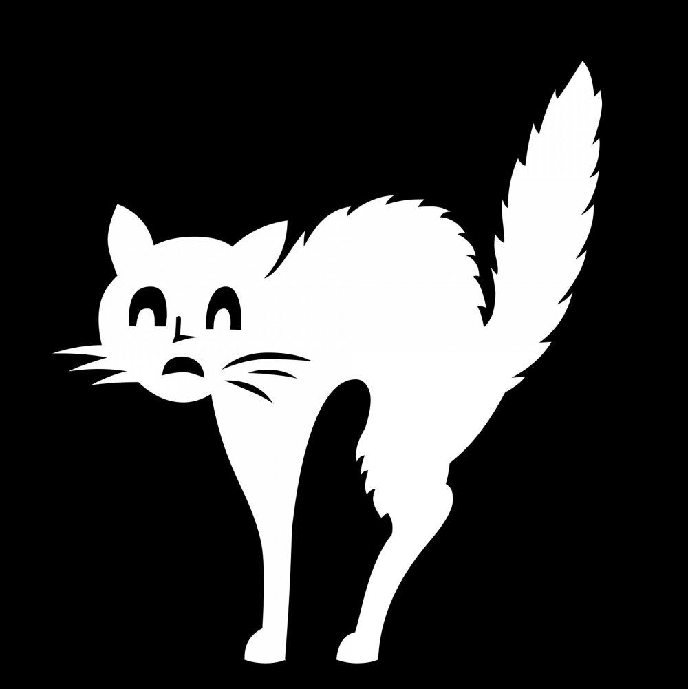 Черный кот на белом фоне