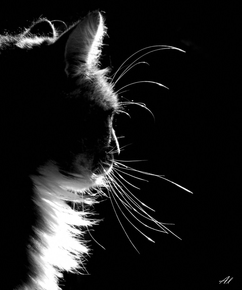 Черная кошка на черном фоне