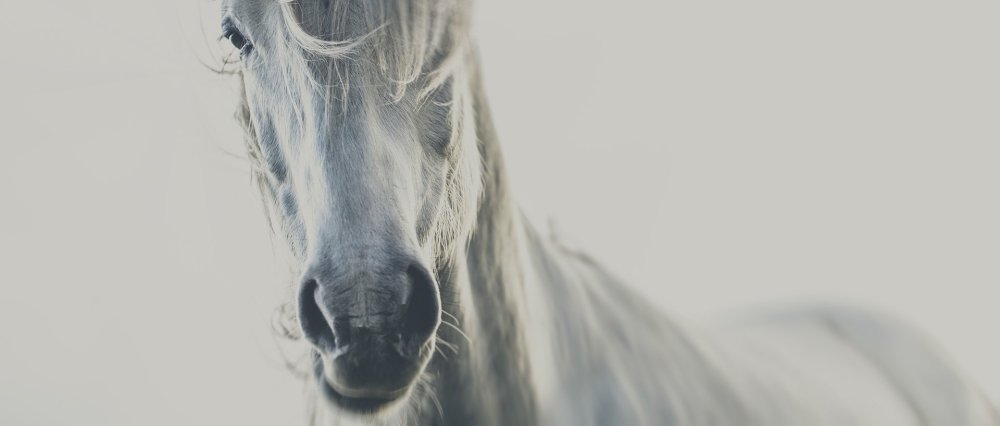 Белая лошадь Эстетика