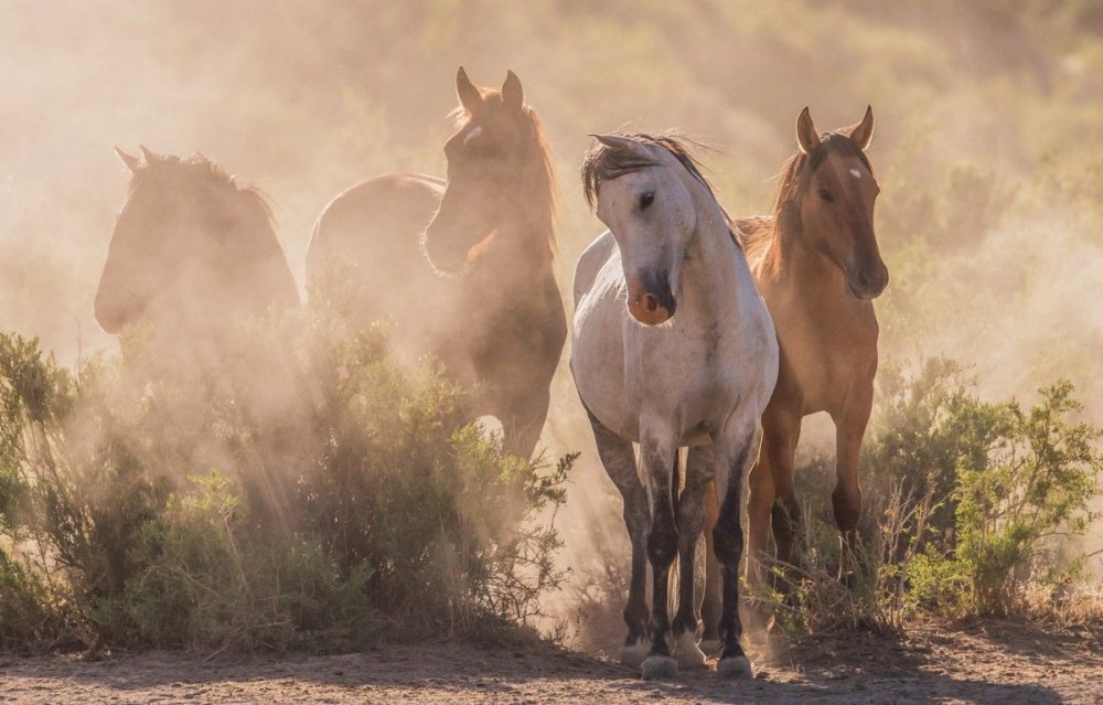 Арты лошадей