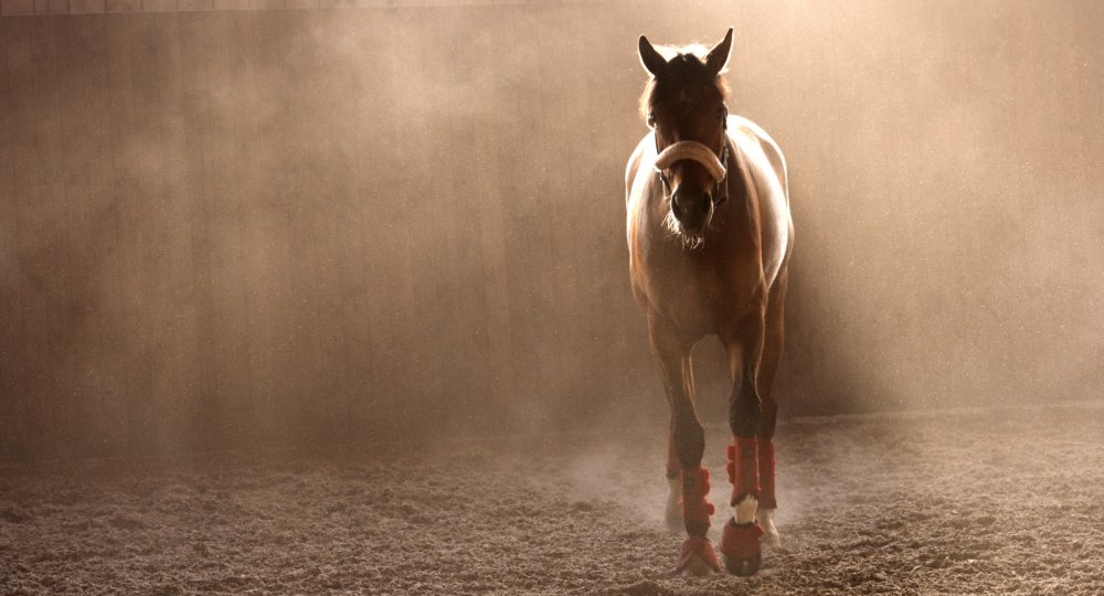 Белый конь на черном фоне