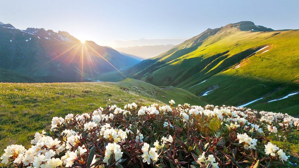 Рододендрон Архыз