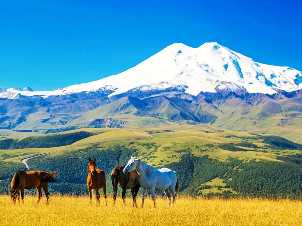 Эльбрус Кабардино-Балкария + лошадь