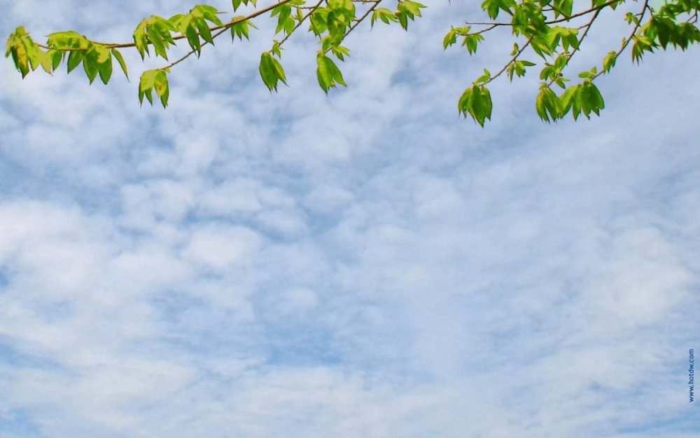 Луг рисунок