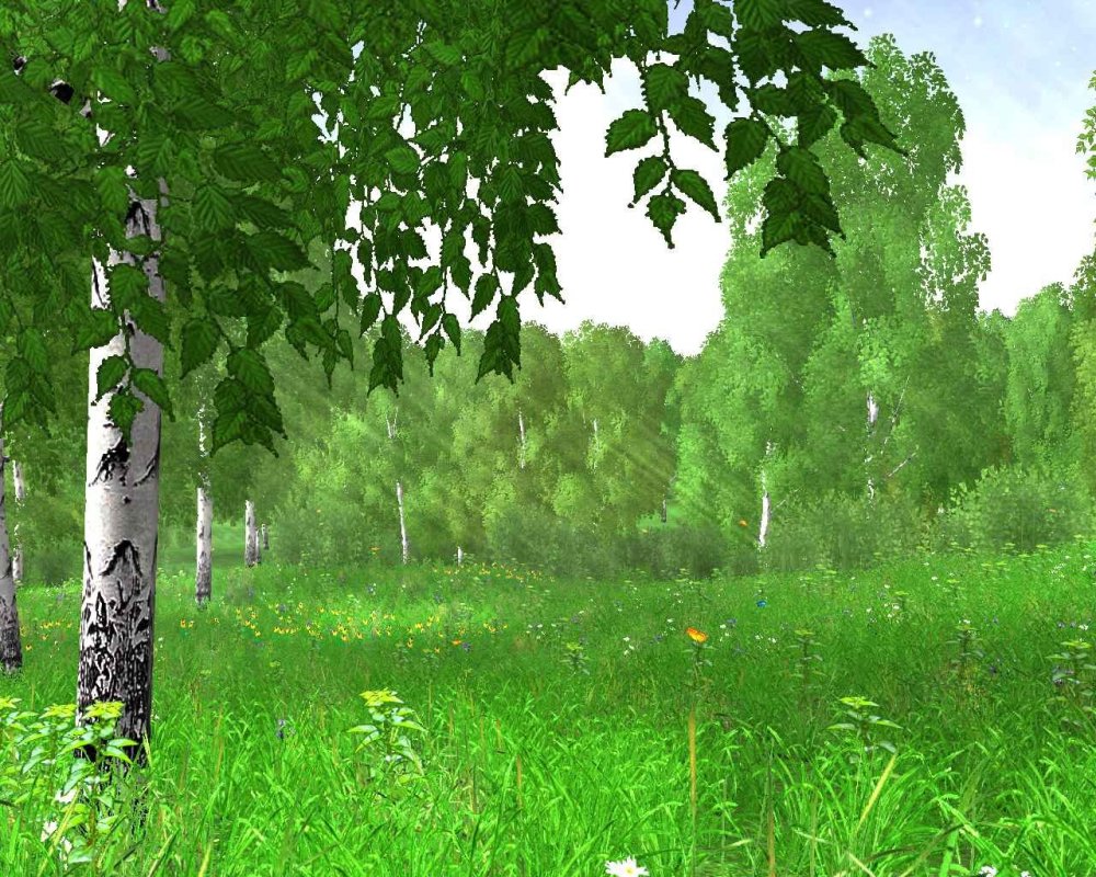 Березовая роща озеро Ивановская область