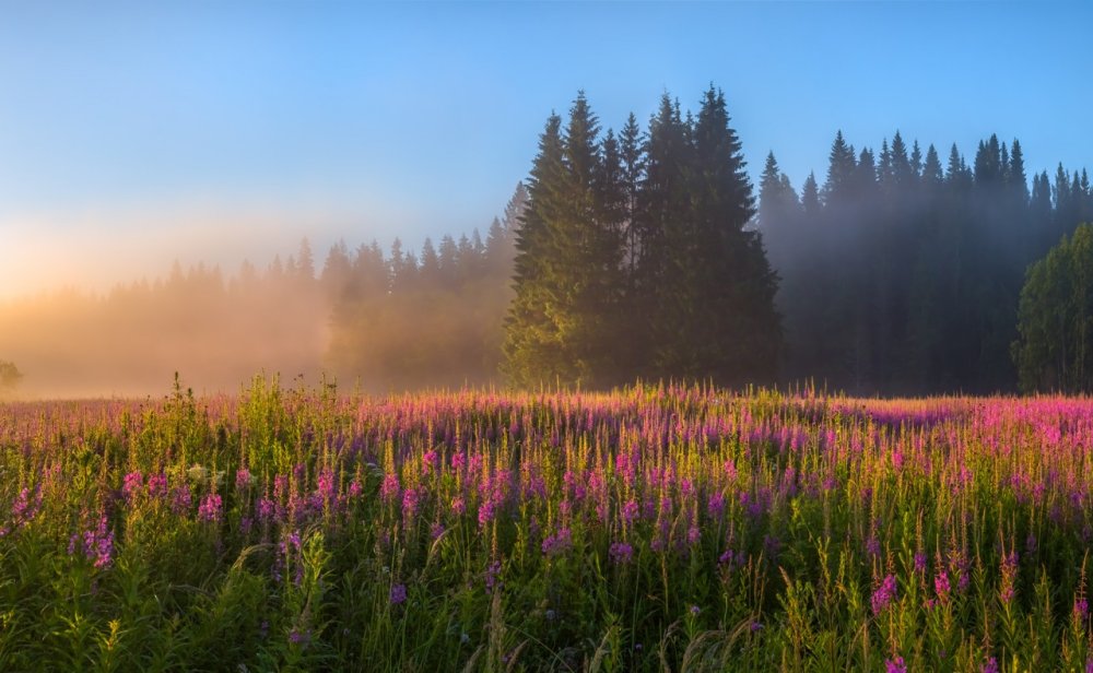 Рассвет березы