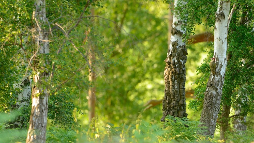 Владимир Деревенчук Березовая роща