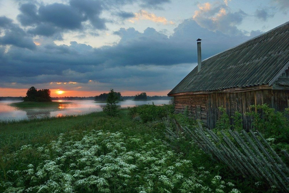 Березовая роща Кострома